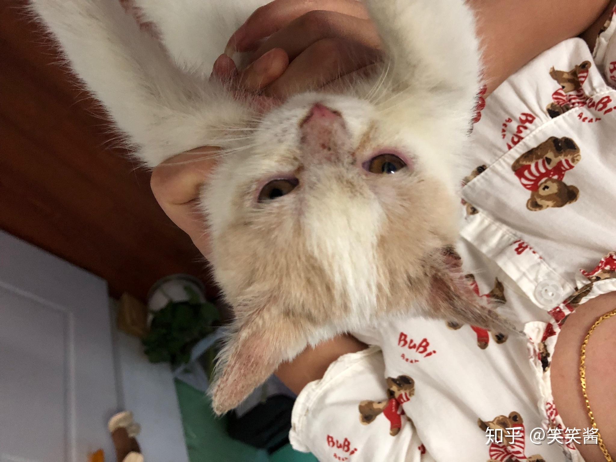 色猫咪香蕉免费成人网站_新奥7.4.508-第2张图片