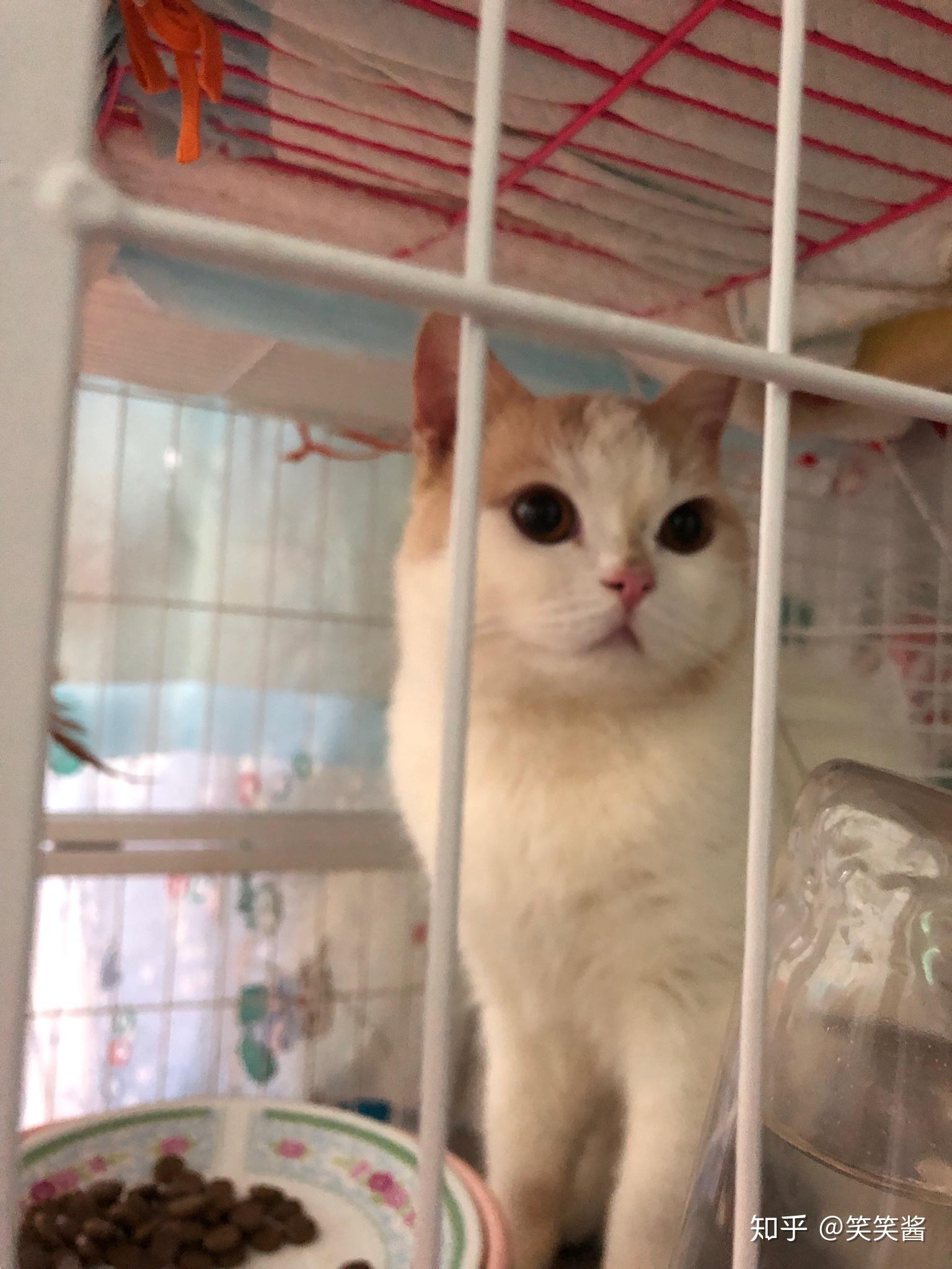 色猫咪香蕉免费成人网站_新奥7.4.508